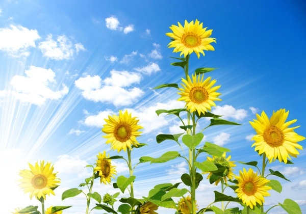 blue sky and sunflower 03 hd picture 166968